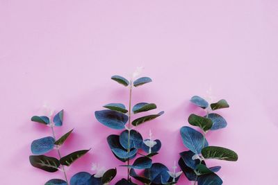 Close-up of pink flowering plant against white background