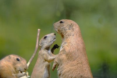 Young prairie dog begging
