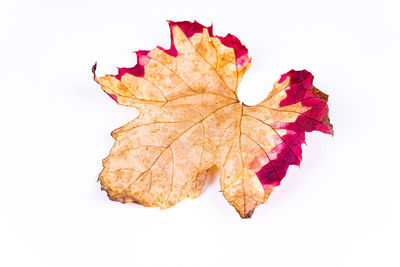 Close-up of maple leaf against white background