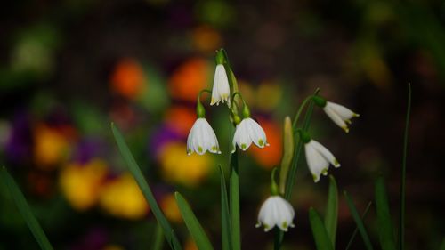 Close-up of white flowering plant