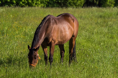 Horse grazing on field