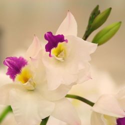 Close-up of pink orchids blooming outdoors