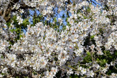 Close-up of white cherry blossoms in spring