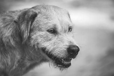 Close-up of dog looking away