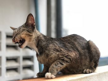 Close-up of a cat