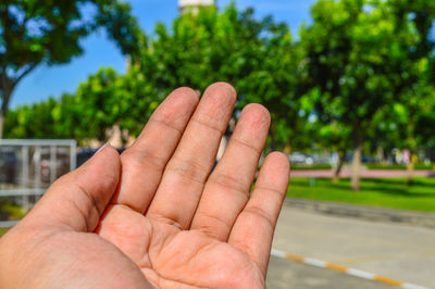 Close-up of person hand holding plant against trees