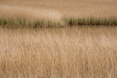 Full frame shot of crops on field