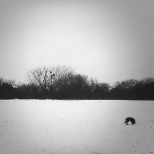 Bare trees on field