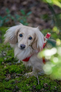 Portrait of dog in woods