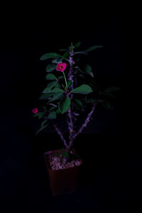 Close-up of small potted plant against black background