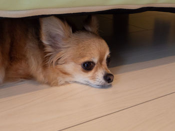 Close-up of a dog looking away