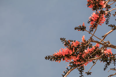 Low angle view of pink flowering tree against clear sky