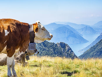 Cow in the italian alps