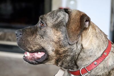 Close-up of dog looking away