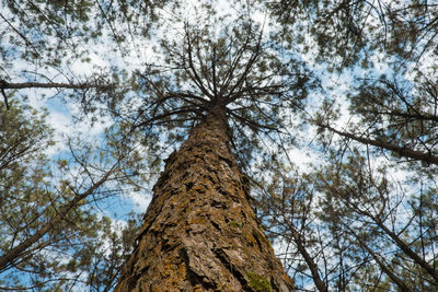 Low angle view of trees