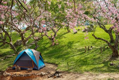 View of cherry blossom from tree