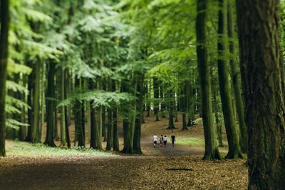 Panoramic view of trees in forest