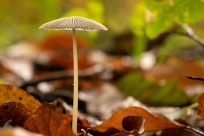 Close-up of mushroom growing during autumn