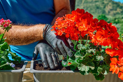 Gands of a man with black gloves replanting geraniums in flower pot on sunny balcony