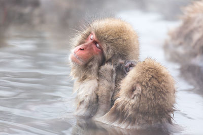 Japanese snow monkey in hot spring