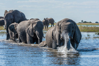 Elephant family in river against sky