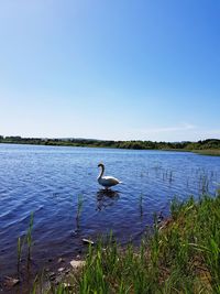 Swan in lake against clear sky