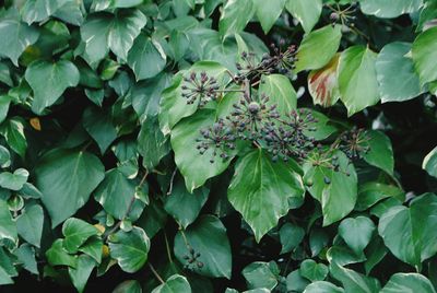 Close-up of flowers blooming outdoors