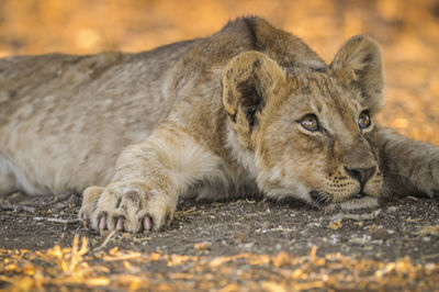 Lion on field