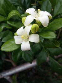 Close-up of white flowers