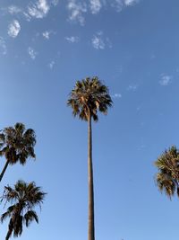 Low angle view of palm trees against sky