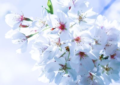 Close-up of white cherry blossoms