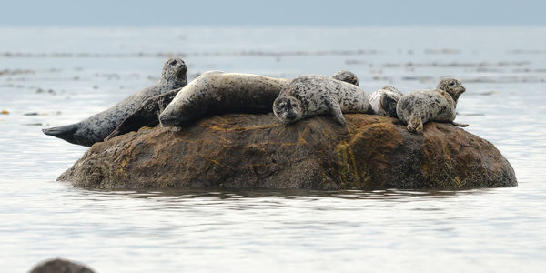 Seals on rock