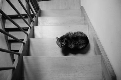 High angle view of cat on staircase at home