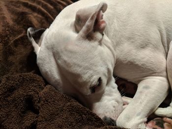 Close-up of puppy sleeping