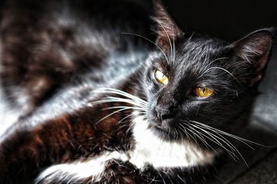 Close-up portrait of a cat