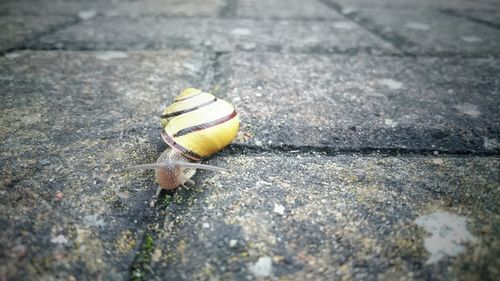 Close-up of snail