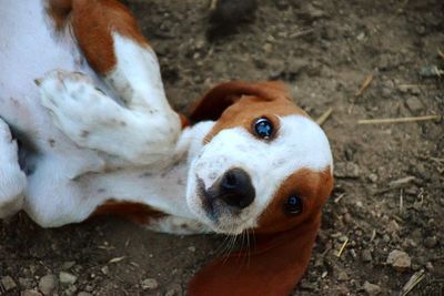 Close-up of dog