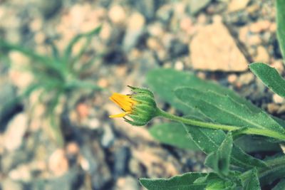 Close-up of yellow flower