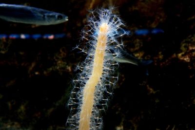 Close-up of fish swimming in sea