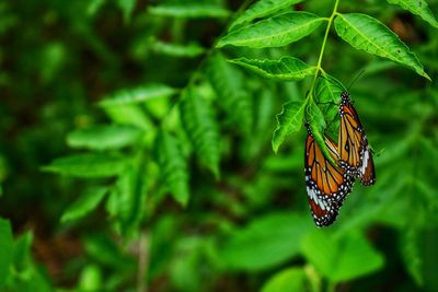 Butterfly on leaf