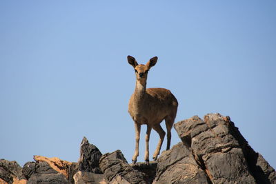 Low angle view of animal on rock against clear sky