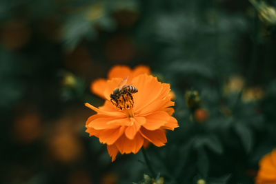 Close-up of butterfly pollinating on flower