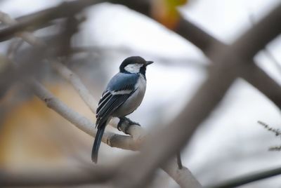 Close-up of bird perching on branch