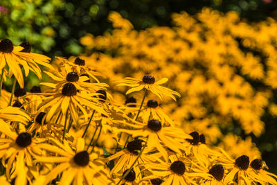 Yellow flowers blooming outdoors