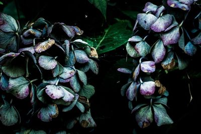 Close-up of purple flowering plants