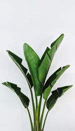 Close-up of fresh green plant against white background