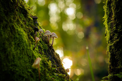 Close-up of lizard on tree