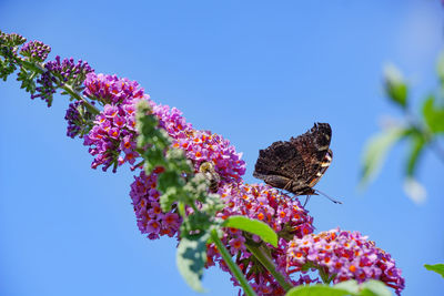 Low angle view of butterfly pollinating on pink flower