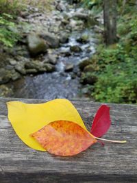 Close-up of fallen leaves