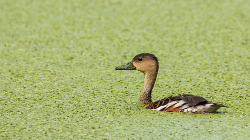 Duck in a grass